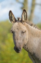 Donkey (Equus asinus asinus) or domestic donkey, completely grey coloured variant with eel line and