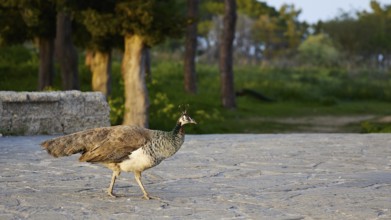 Peafowl (pavo) on stony ground, surrounded by green vegetation and trees in the background,