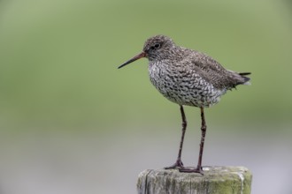 Common redshank (Tringa totanus) sitting on a pole, Lower Saxony, Germany, Europe