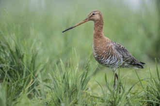 Black-tailed godwit (Limosa limosa), Lower Saxony, Germany, Europe