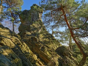 The Dörenther Cliffs, boulders and trees rooted into the rock, in the UNESCO Geopark TERRA.vita in