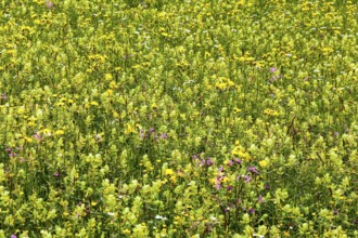 Meadow with wildflowers, near Oberstaufen, Oberallgäu, Bavaria, Germany, Europe