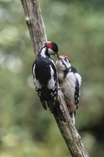 Great spotted woodpecker (Dendrocopos major) feeding young, Emsland, Lower Saxony, Germany, Europe