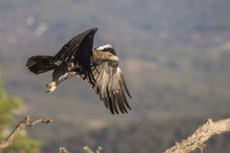 Iberian Eagle (Aquila adalberti), Spanish imperial eagle, Extremadura, Castilla La Mancha, Spain,