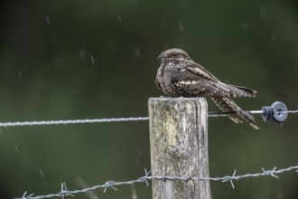 Nightjar, nightjar (Caprimulgus europaeus) sitting on a pasture fence, Emsland, Lower Saxony,