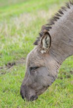 Donkey (Equus asinus asinus) or domestic donkey, completely grey coloured variant, eating grass in