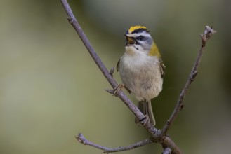 A small bird with yellow and white plumage markings sings on a branch