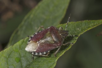 A hairy shieldbug (Dolycoris baccarum) sitting on a leaf, Baden-Württemberg, Germany, Europe