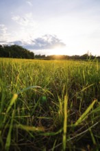 A wide green meadow at sunset with clouds in the sky, Black Forest, Gechingen, Germany, Europe