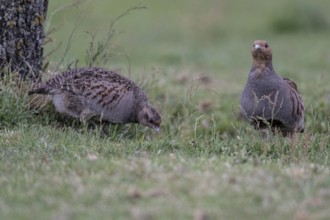 Gray partridges (Perdix perdix), Emsland, Lower Saxony, Germany, Europe