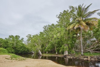 Landscape the rainforest on Clifton Beach in spring, Queensland Australia