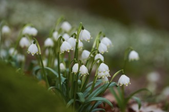 Spring snowflake (Leucojum vernum) flowering in a forest in spring, Upper Palatinate, Bavaria,