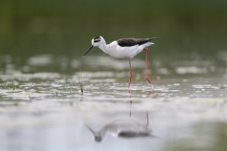 Black-winged Stilt (Himantopus himantopus), foraging in the water, Neusiedler See-Seewinkel