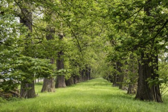 Tree avenue, sweet chestnut, chestnuts, Schloss Dyck, Jüchen, Lower Rhine, North Rhine-Westphalia,