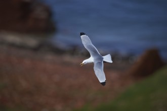 Close-up of a black-legged kittiwake (Rissa Tridactyla) in spring (april) on Helgoland a small