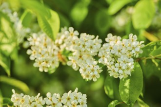 Bird cherry, hackberry, hagberry or Mayday tree (Prunus padus), blooming, Bavaria, Germany, Europe