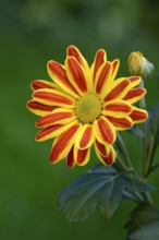 Flower of the autumn chrysanthemum, Dendranthema indicum orange