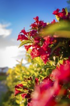 Red flowers in the sunshine against a blue sky and green leaves, Black Forest, Gechingen, Germany,