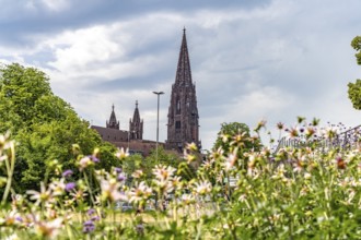 View of Freiburg Minster from the Stadtgarten, Freiburg im Breisgau, Black Forest,