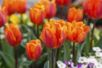 Gönningen tulip blossom, historic Gönningen cemetery, tulips (Tulipa), flowers, orange, red,