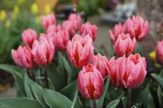 Gönningen tulip blossom, tulips (Tulipa), flowers, rosé, red, two-coloured blossoms, spring