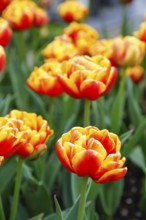 Gönningen tulip blossom, tulips (Tulipa), flowers, yellow, red, two-coloured blossoms, spring