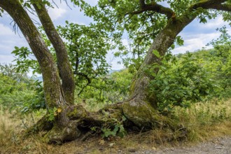 Imposing group of trees at the edge of a mountain path in the Thuringian Forest near the Wartburg