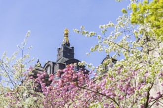 Blossoming cherry trees with a view of the Saxon State Chancellery, Dresden, Saxony, Germany,