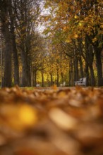 The Great Garden in Dresden is a park of Baroque origin. The Great Garden has been remodelled many