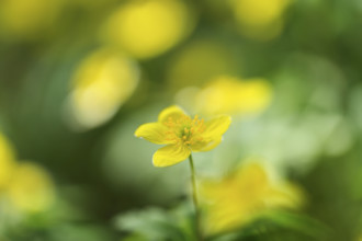 Yellow Anemone (Anemone ranunculoides), flowering, Switzerland, Europe