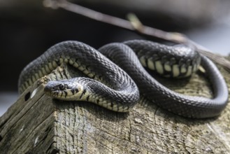 Grass snake (Natrix natrix), Emsland, Lower Saxony, Germany, Europe