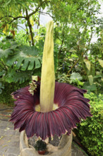 Flower of the titanium root (Amorphophallus titanum), largest flower in the world, Botanical Garden