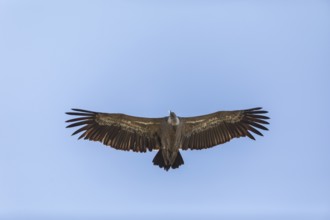 Griffon vulture (Gyps fulvus), Monfragüe National Park, Extremadura, Castilla La Mancha, Spain,