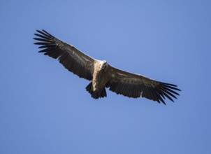 Griffon vulture (Gyps fulvus), Monfragüe National Park, Extremadura, Castilla La Mancha, Spain,