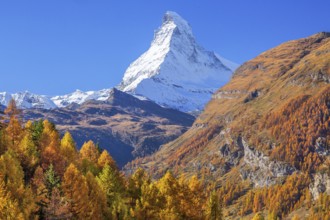 Autumn view of the Matterhorn 4478m and golden yellow larches, Zermatt, Mattertal, Valais,