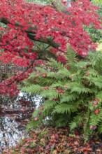 Japanese fan maple (Acer palmatum Trompenburg) and fern, autumn colours, Emsland, Lower Saxony,