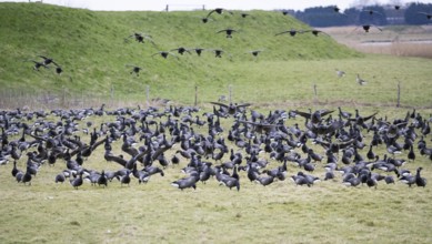 Brent Goose (Branta bernicla), migratory birds in flight and landing on pasture to feed, island of