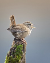 Wren (Troglodytes troglodytes) Snow king, singing, mating, third smallest bird in Europe,