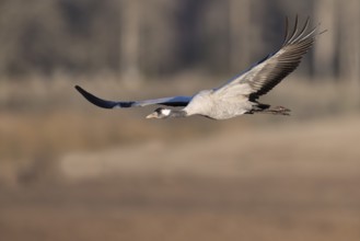 Crane (Grus grus), Hornborgorsjön, Sweden, Europe