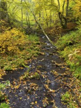 Hill Stream, the Schwartzbach, and surrounding forest in autumn colour. The Rhön UNESCO Biosphere