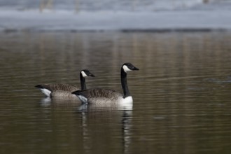 Canada goose (Branta canadensis)