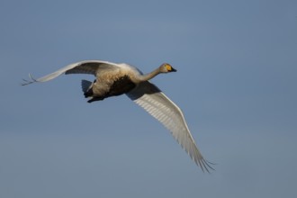 Whooper swan (Cygnus cygnus), Sweden, Europe