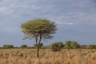 Landscape near the Waterberg region, Namibia, Africa