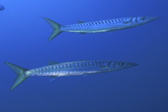 Two barracudas (Sphyraena sphyraena) swimming in the blue ocean, dive site Sec de la Jeaune Garde,