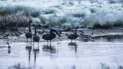 Black Swan, Cygnus atratus, birds on a winter marshes at dawn