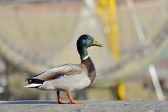 Mallard (Anas platyrhynchos), drake, male standing on a wall at the harbour of Greetsiel, North