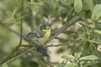 Blue tit (Cyanistes Caeruleus) juvenile bird on a tree branch, England, United Kingdom, Europe