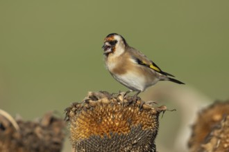 European goldfinch (Carduelis carduelis) adult bird feeding on sunflower plant seeds in the winter,