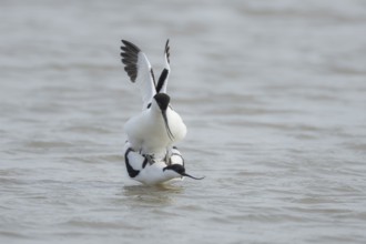 Pied avocet (Recurvirostra avosetta) two adult wading birds mating in a shallow lagoon in the