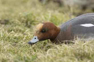 Eurasian wigeon (Mareca penelope) duck adult male bird feeding on grassland, England, United